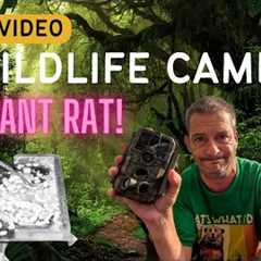 Giant RAT Is Freaking Me Out! Blaze Video Trail Cam