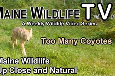 Maine Wildlife | Trail Cam | Deer | Coyote Pack | Bobcat | Fawn | Close Up and Natural