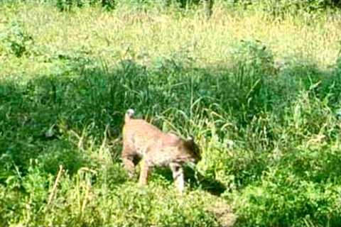 Bobcat caught on trail camera | Legitimate predator for small goats | 40 pounds of teeth and claws