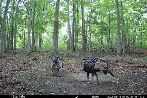 The first dual lens Highest-Definition & Performance Game Trail Camera