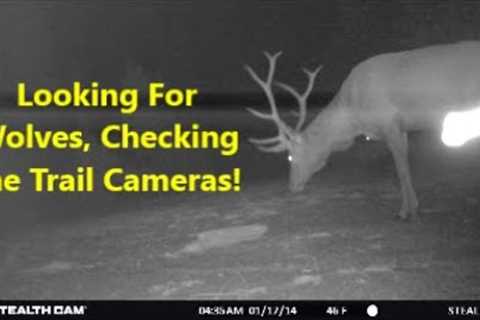 Looking For Wolves, Checking the Trail Cameras!