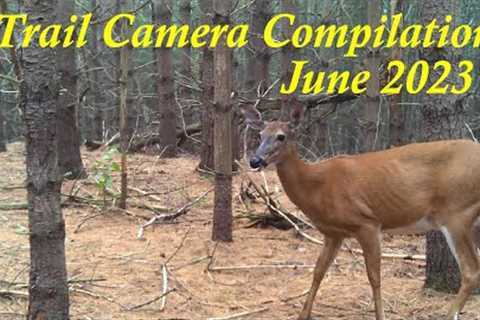 Trail Camera Compilation | June 2023 (Ottawa, Ontario) Larose Forest