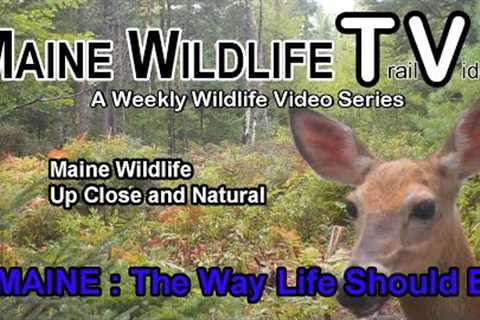 Maine Wildlife/Trail Cam/Deer/Fawn/Turkeys/Close Up and Natural