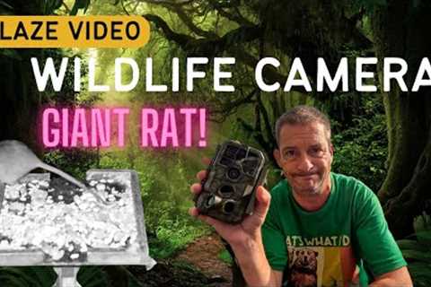 Giant RAT Is Freaking Me Out! Blaze Video Trail Cam