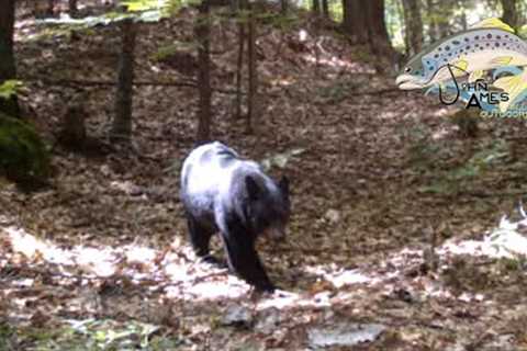 Trail camera footage Deer. bear. Coyote.