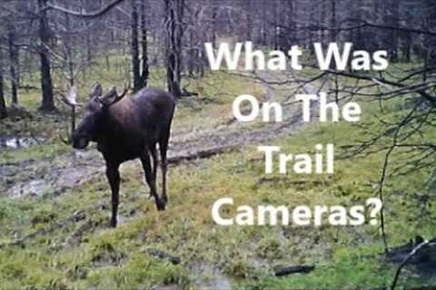 What Was On The Trail Cameras???