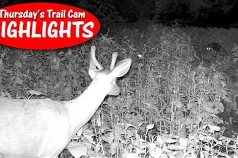 Two Cameras at the Creek Caught a Stare-Down Buck VS Boar: Thursday Trail Cam Highlights 10.5.23