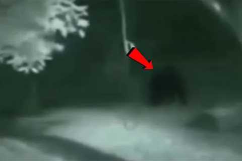 Trail Cam Captures What No One Was Supposed to See | Boggling Discovery