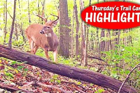 Big Buck Rodeo! Public Land Bears, Bobcat, Turkeys and More: Thursday Trail Cam Highlights 10.12.23