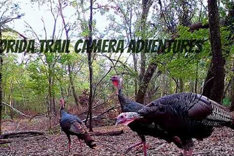 Florida Trail Camera Adventures , Oct 2023