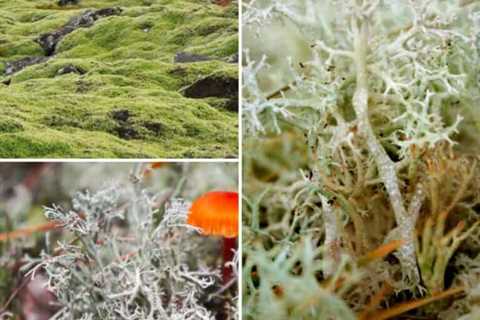 Is Lichen Edible? These 5 Are…