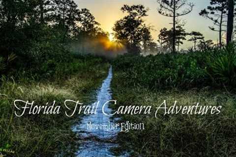 Florida Trail Camera Adventures. November Edition