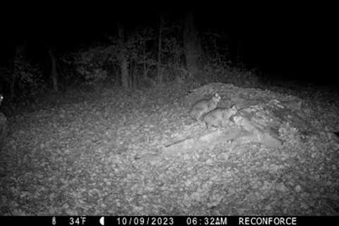 Backyard Trail Cam, October 2023