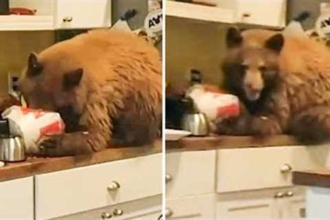 Brown Bear Breaks Into 63-Year-Old Man''s House and Does This!