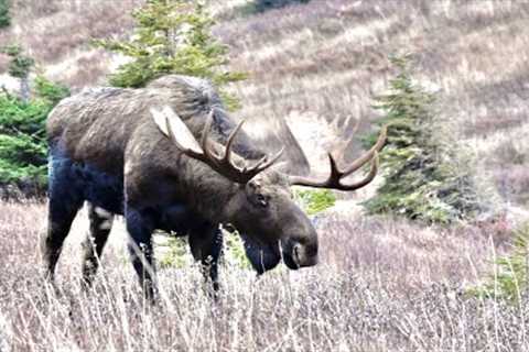 The Rut is Hard on Bull Moose