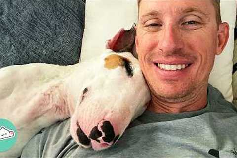 Bull Terrier Becomes Dad''s Shadow And Follows Him 24/7 | Cuddle Buddies