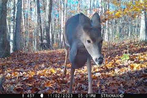 Best Trailcam videos - Fall 2023.