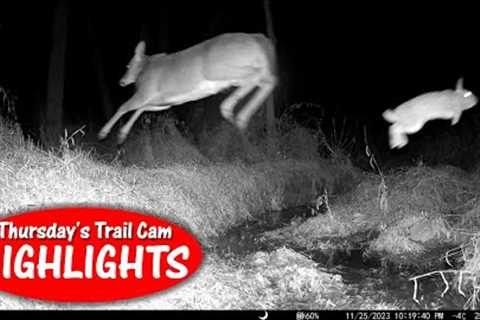 Stream JUMPERS: Thursday Trail Cam Highlights 12.7.23