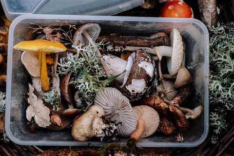 Mushroom Hunting Is an Actual Career: Here are 10 Mushroom Foraging Jobs