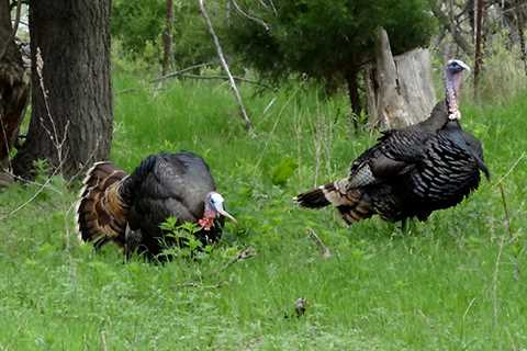 Be Prepared For Gobbler Action!