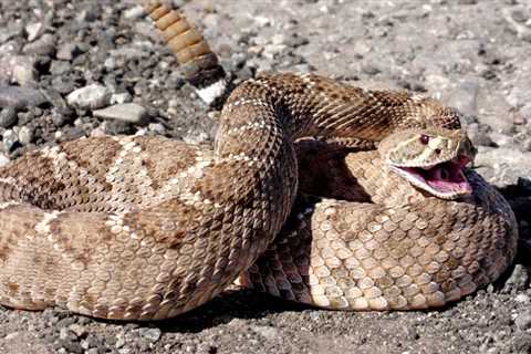 Can You Survive a Rattlesnake Bite Without Treatment?