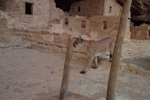 From Mountain Lions to Turkeys, See the Wide Range of Animals That Visit Mesa Verde National Park