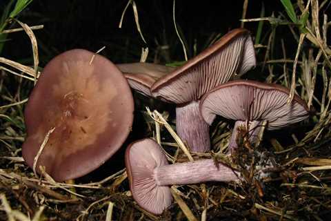 5 Winter Mushrooms to Forage for in January