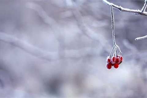 What Berries Can You Safely Forage in Nature?