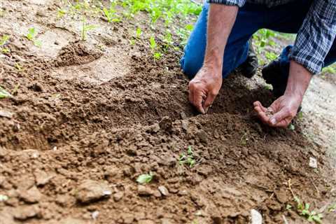 Seed Saving Tips for Emergency Garden Preparedness