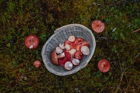 Top Spots for Foraging Wild Edibles