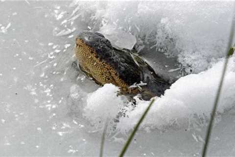 How Do Reptiles of Texas Survive a Freeze? Check out This Awesome Alligator Technique