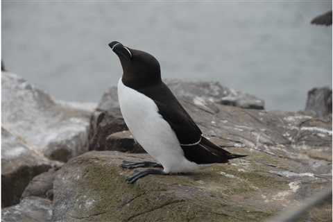 Is There a Penguin in Boston Harbor? Here’s the Real Explanation