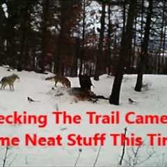 Checking The Trail Camera~ Some Neat Stuff This Time!