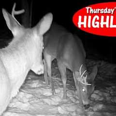 Deer ENCOUNTERS Skunk,  Half Shed Bucks, Bobcat, Chipmunk: Thursday Trail Cam Highlights 2.29.24