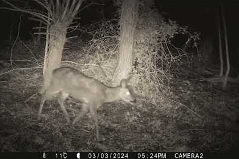 Trail Camera wildlife highlights - 10/02/2024