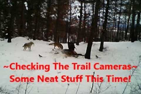 Checking The Trail Camera~ Some Neat Stuff This Time!