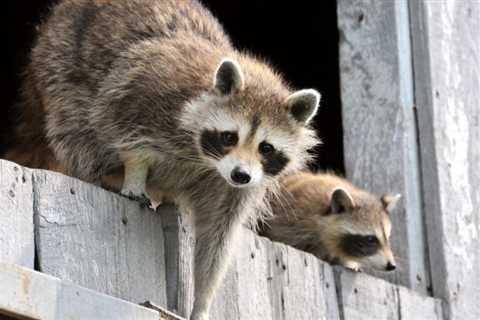 Raccoons on the Roof? How to Scare Them