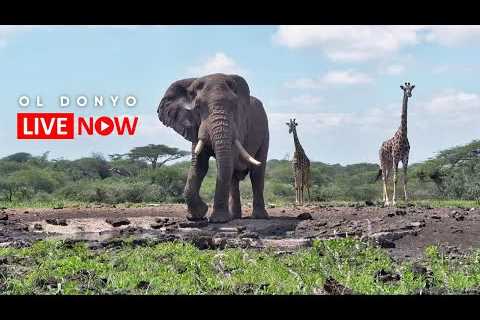 ol Donyo Lodge | Wildlife Live Stream – Kenya