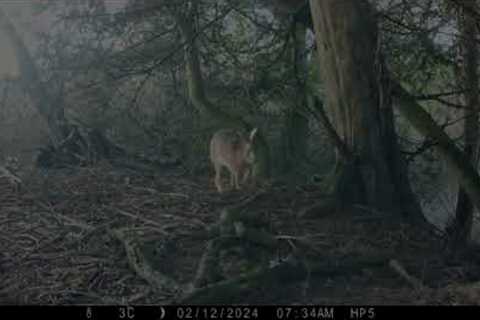 Trail Cam Clips, 10th - 17th Feb, 2024.