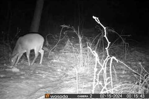 Trail Camera #2 Footage 2/15/2024