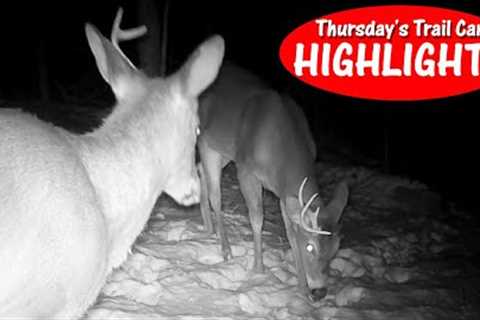 Deer ENCOUNTERS Skunk,  Half Shed Bucks, Bobcat, Chipmunk: Thursday Trail Cam Highlights 2.29.24