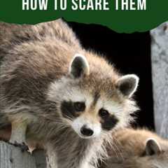 Raccoons on the Roof? How to Scare Them