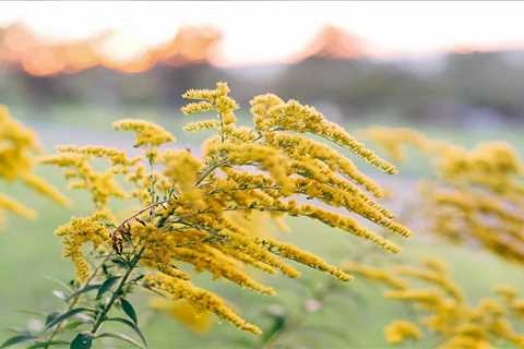 5 Goldenrod Lookalikes To Learn To Identify