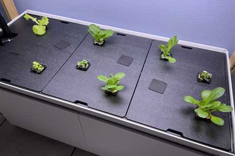 Hydroponic Gardening: Indoor Survival Food