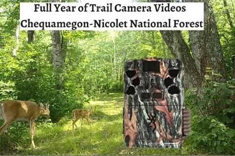 Trail Camera Pickup - The Majestic Nicolet National Forest (NE Wisconsin)