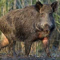 Feral Hogs Threaten Habitat, Wildlife, Agriculture And Even Our Health