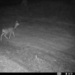 Fox Chasing A Mule Deer | Cellular Trail Camera Videos