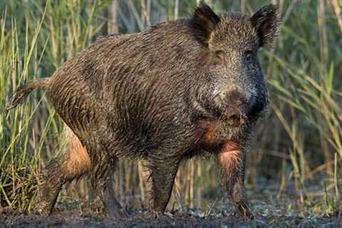 Feral Hogs Threaten Habitat, Wildlife, Agriculture And Even Our Health