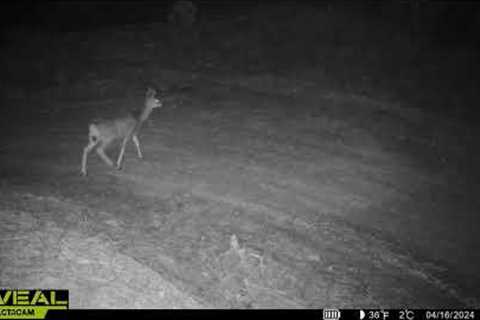 Fox Chasing A Mule Deer | Cellular Trail Camera Videos