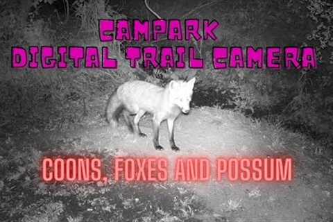 Foxes and Coons come out.  Trail Camera at Moms Night 2 Campark Trail Camera April 2024